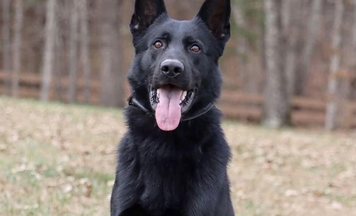 No charges in connection to Dorchester County Sheriff K9’s hot vehicle death